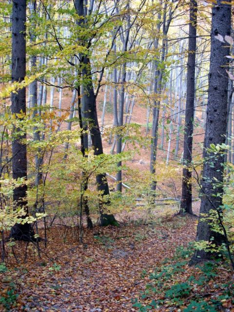 Jeseň v lese 1