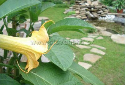 Penzión pod Kýčerou