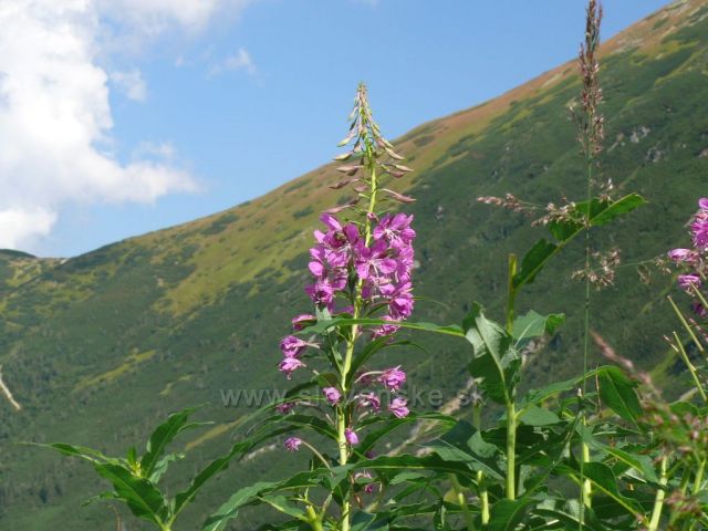 Vrbka úzkolistá v Roháčích