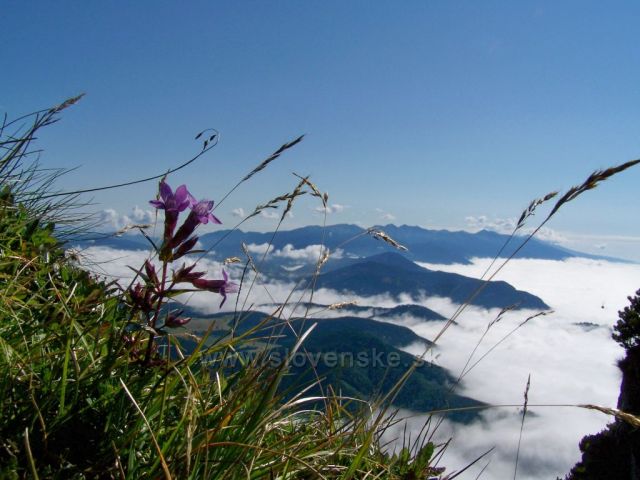 oblíbená "kompozice" přes kytičky....Vysolé Tatry a inverze /z Velkého Choče/