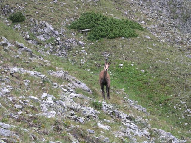 Zvědavý kamzík na Svišťovce