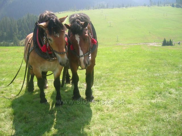 závody koňských vozatajů -Ždiar