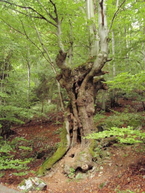 Cestou k Šútovskému vodopádu