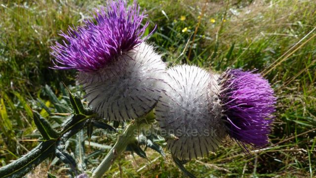 bodláky na sjezdovce u chaty pod Gruněm
