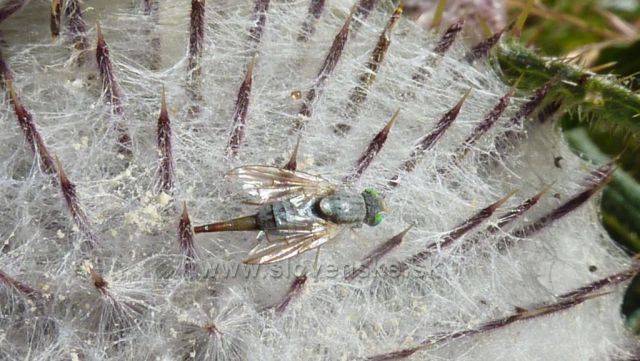 sjezdovka u chaty pod Gruněm