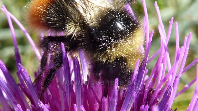 čmelák na sjezdovce u chaty pod Gruněm