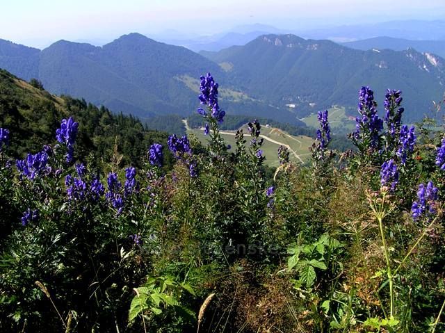 Malofatranské léto