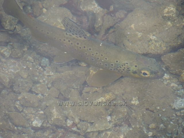 Život v Popradském plesu