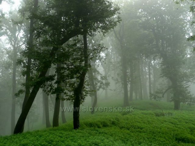 Ospale rano v Malych Karpatoch