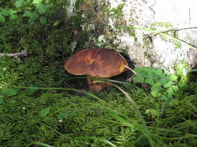 Demanovský hříbek