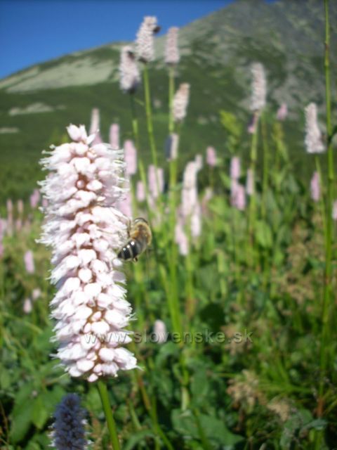 horsky kvet