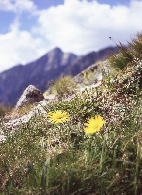 Kvety pod Kriváňom