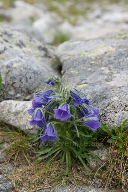 V mengusovské dolině