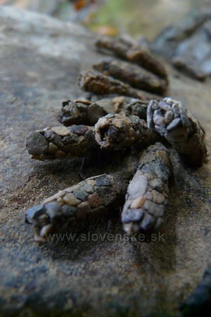 kamínkové larvy chrostíka