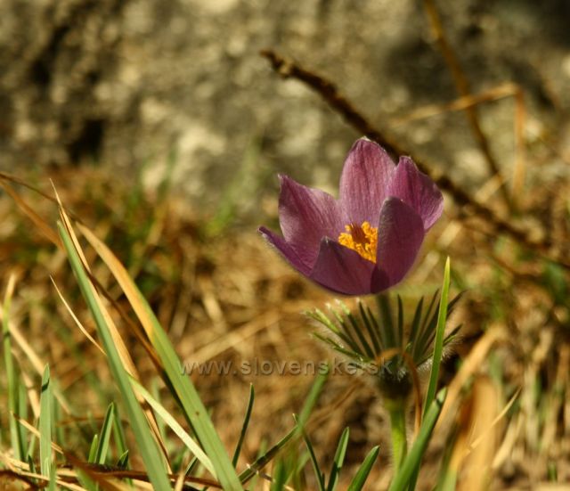 Poniklec prostredný