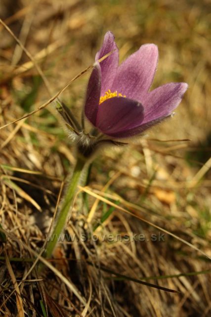 Poniklec prostredný