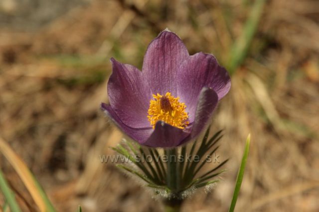 Poniklec prostredný