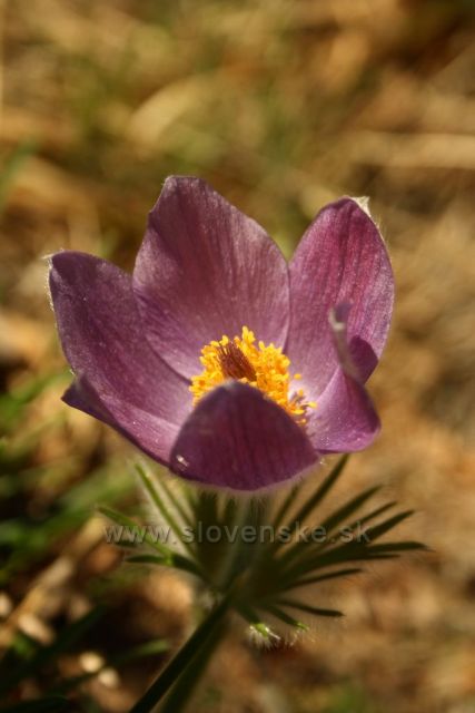 Poniklec prostredný