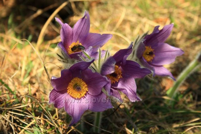 Poniklec prostredný