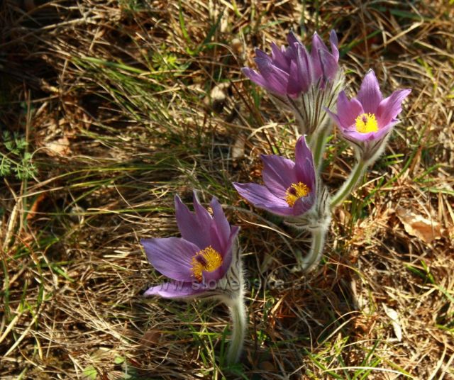 Poniklec prostredný