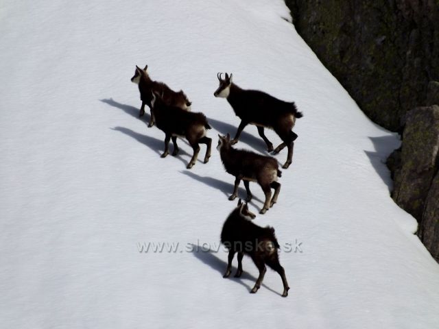 ...kamzíky pod Baraními rohami/marec 2014