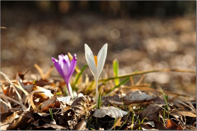  bílý šafrán na Lysci
