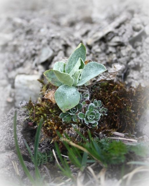 Momentka z pod Borišova