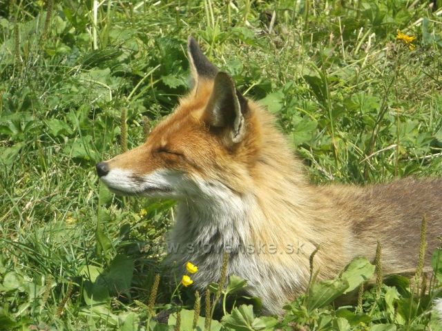 Živý maskot Rainerovy chaty