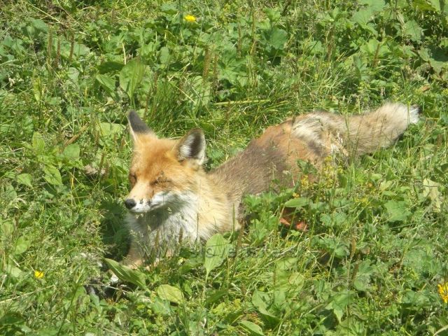 Živý maskot Rainerovy chaty 2