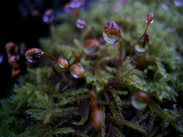 Velká Fatra po dešti.