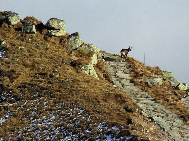 Kamzík v Nízkých Tatrách.