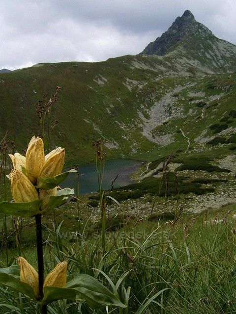 Ostrý Roháč a Jamnícké pleso.