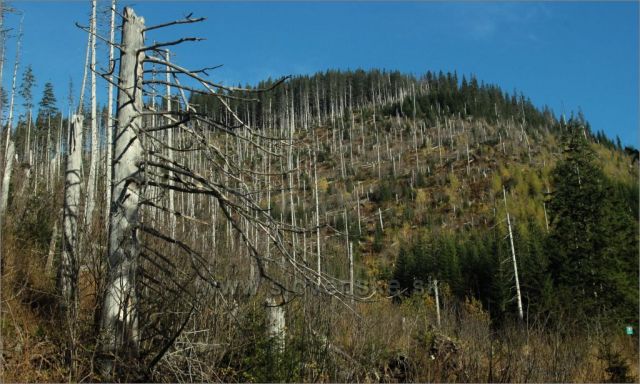 Les v Látanej doline