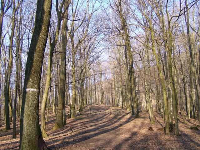 no, nejsou ty buky krásné...?