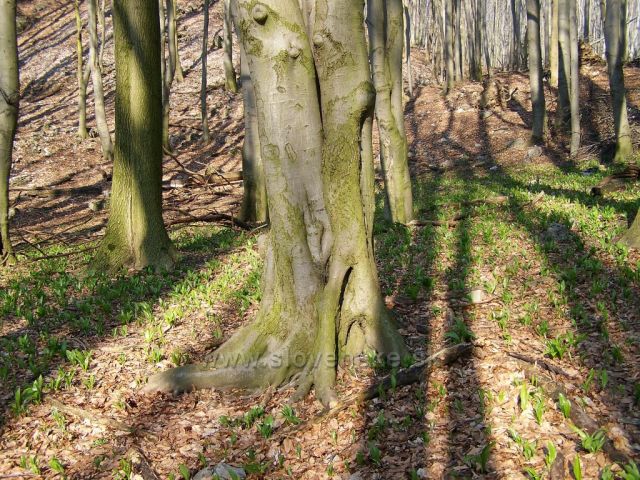 ten voněl.....Česnek medvědí.....