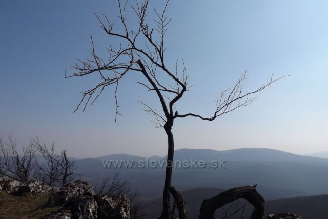 jeden krásný samorost v Malých Karpatech.......
