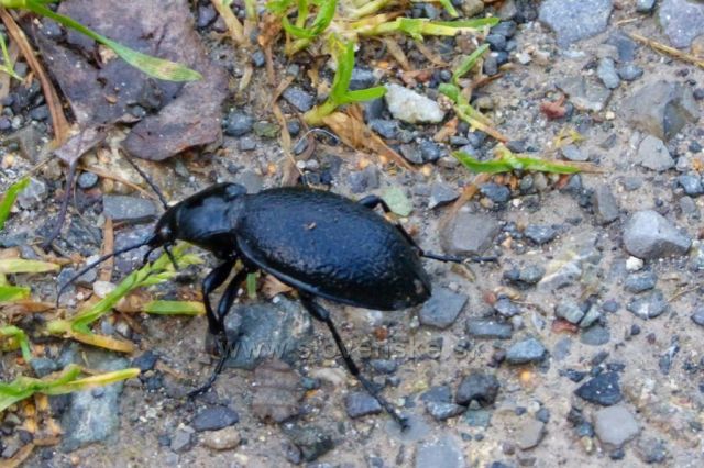 Tatraská Lomnice, Lomnický štíta Skalnaté Sedlo 2014 foto Michal Daněk