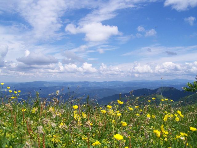 v létě na hřebeni M.F. nejen u Malého Kriváně jako na zahrádce :-)