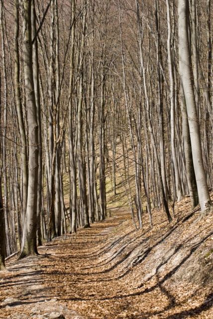 zadiel-lesom na zadielsku planinu