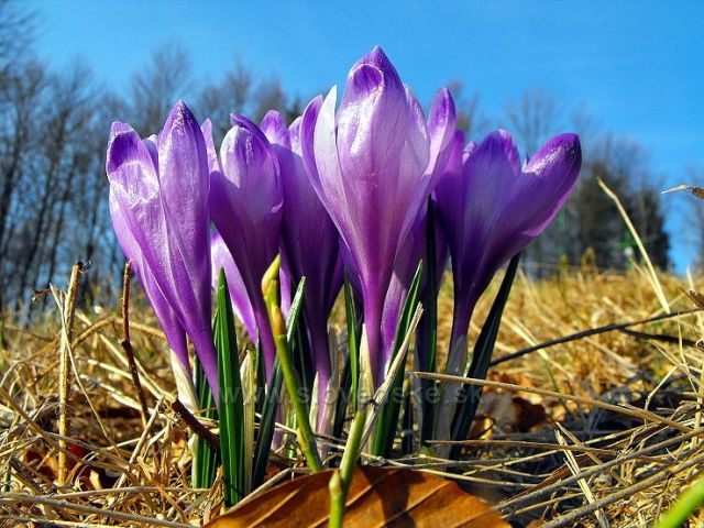 Šafrány na Skalke