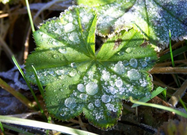 tradiční zmrzlé "šperky" Kontryhelu obecného.......