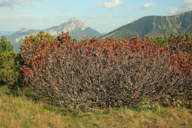 ze sedla za Kraviarskym