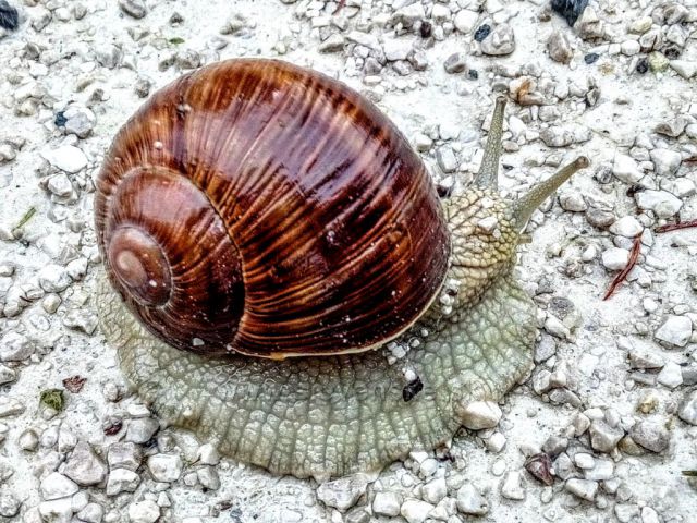 Za deště na chodníku.