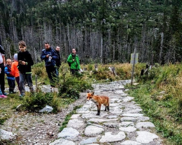 Liška u Rainerovy chaty.
