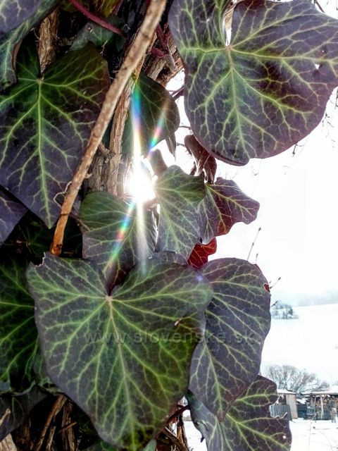 Mezí listy břečťanu.