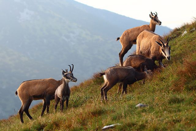 Kamzíci na večerní pastvě