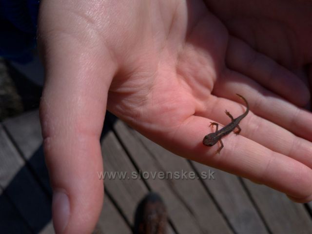 CESTOU K JESKYNI SVOBODY