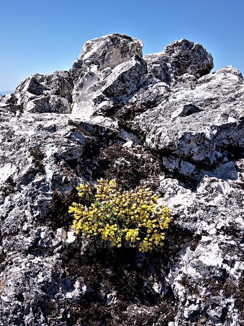 V máji kvitne aj Vrchol Ostrej.