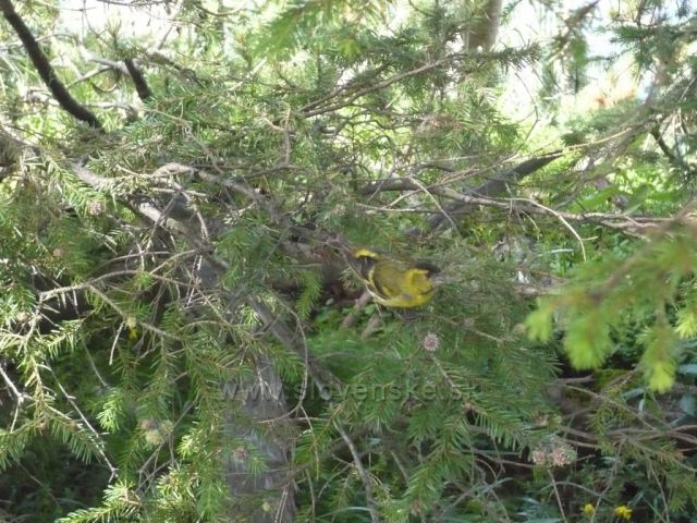 ZPĚV PTÁKŮ,TO JE JARO