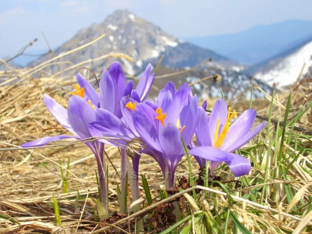 Pohled na Velký Rozsutec